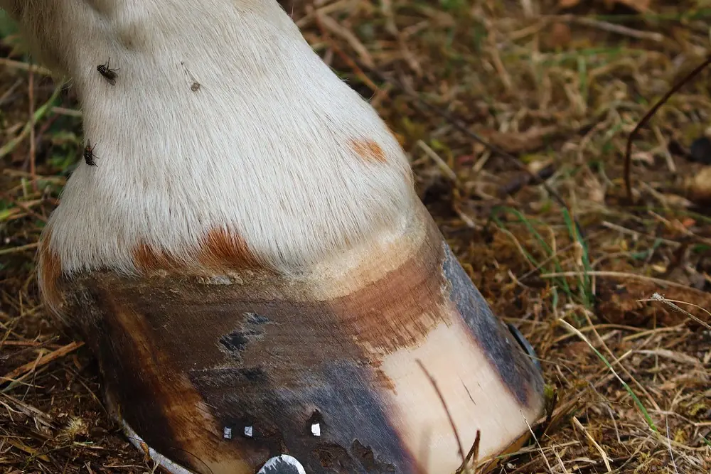 Gnijące strzałki u koni