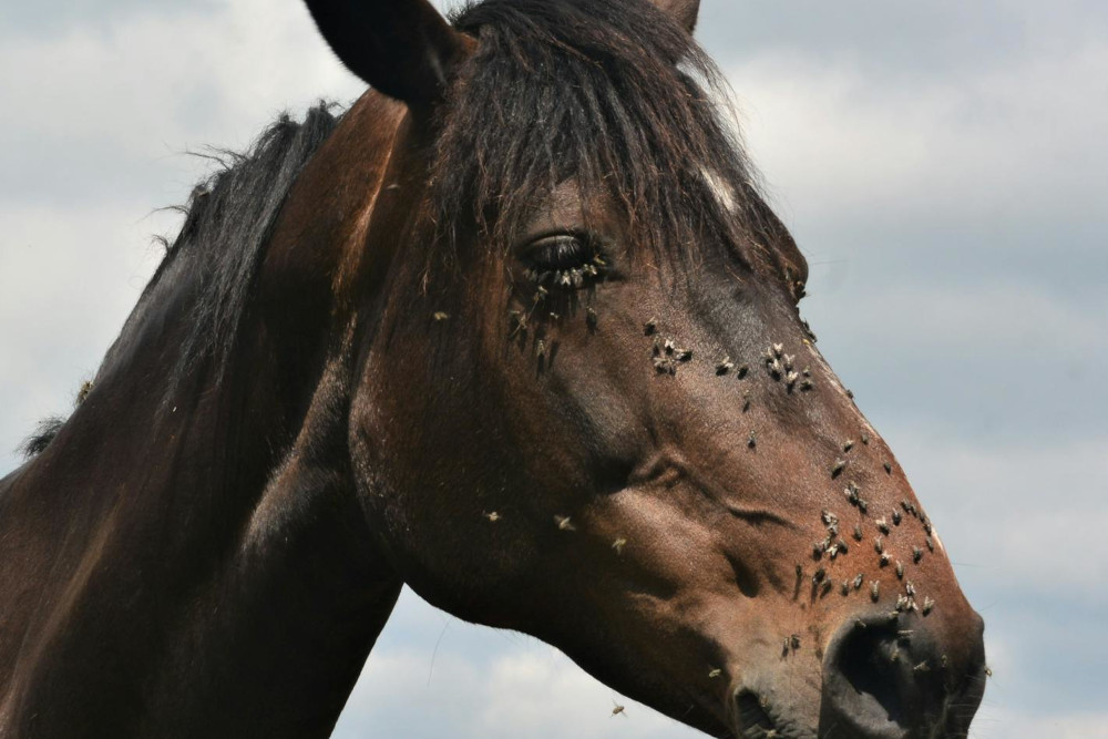 Jak ograniczyć zainteresowanie owadów koniem? Poznaj produkty, które maskują zapach konia