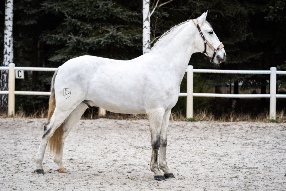 Naturalne maskowanie zapachu konia – jak działa szampon „Pachnie, że mucha nie siada”?