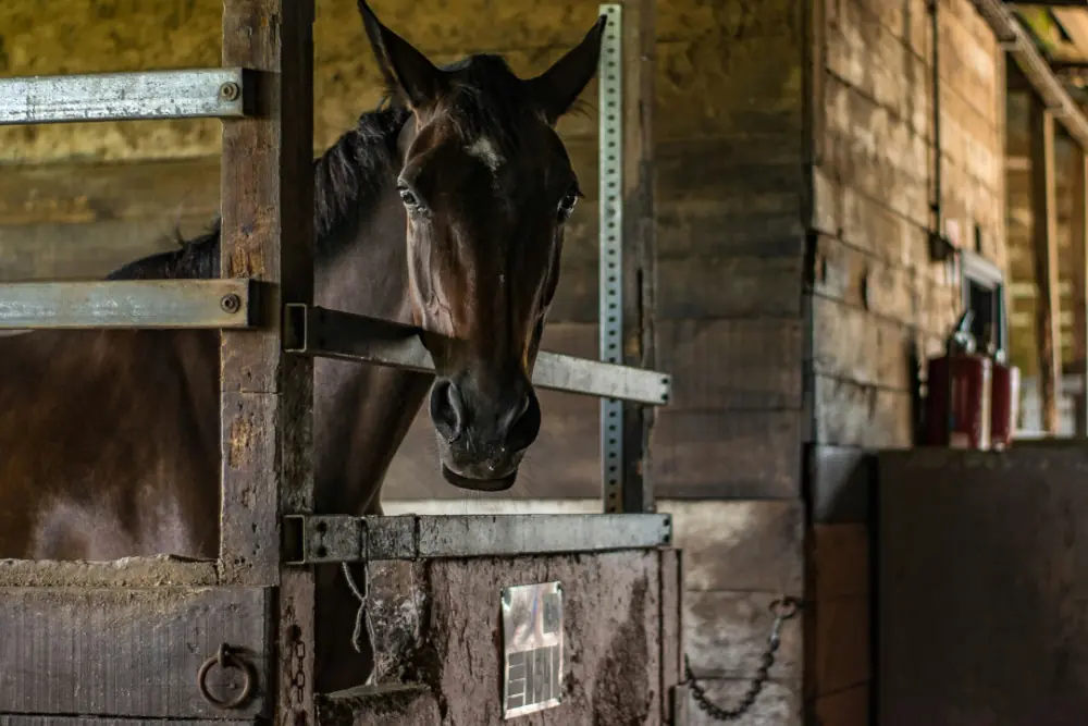 5 sposobów na grudniowe umilacze dla konia i jeźdźca