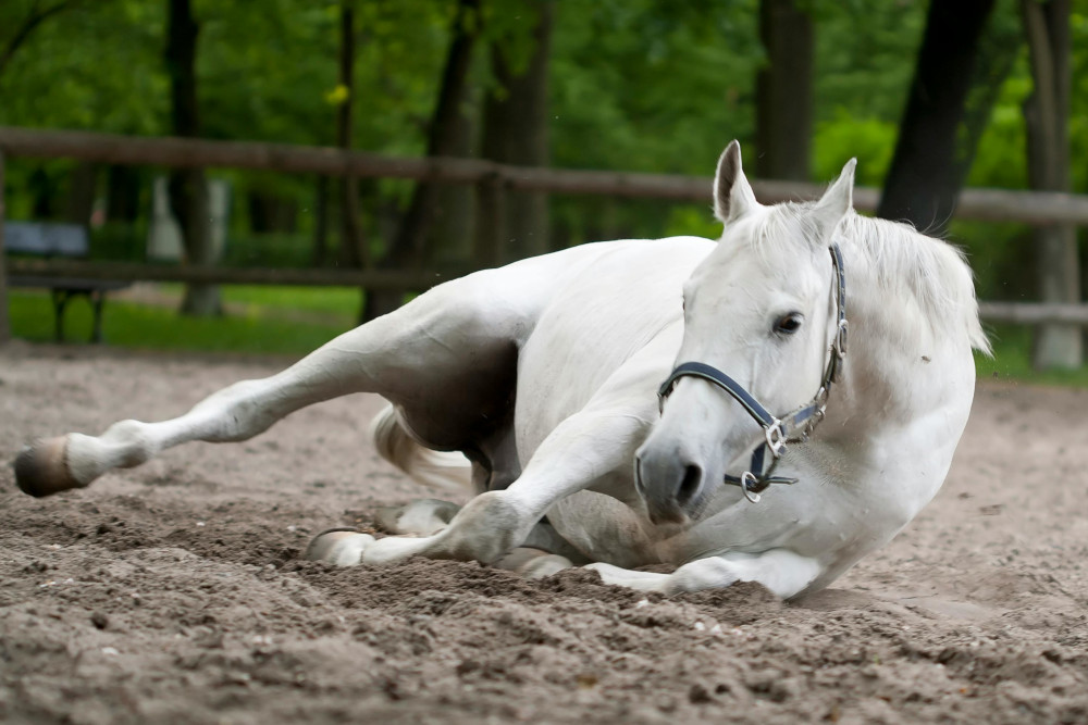 Czy koń może mieć święta? O kalendarzu adwentowym, który pokocha każdy stajenny ulubieniec