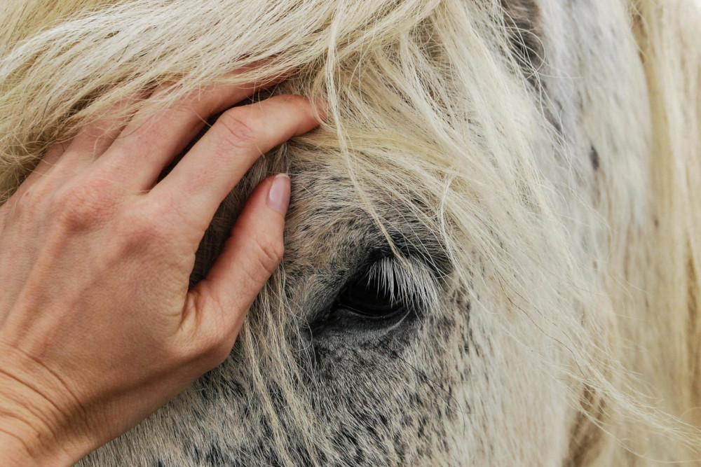Jak rozpoznać początki gnicia strzałki i działać zanim będzie za późno?
