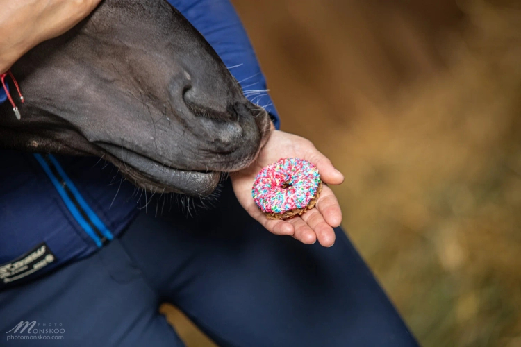 Pączuś - handmade apple and oat horse treat